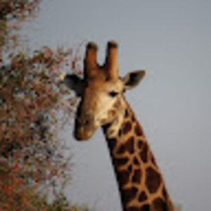 Meet your Posher, Nancy